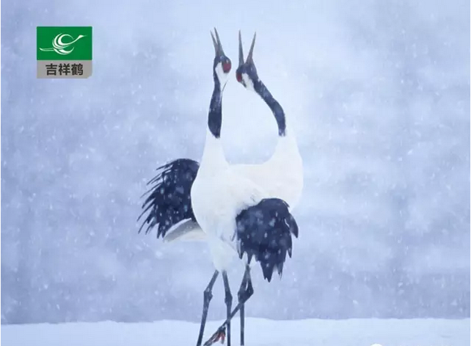 滚球买球的app官网