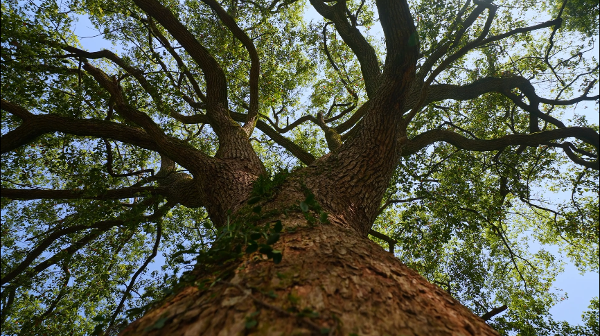 滚球买球的app官网